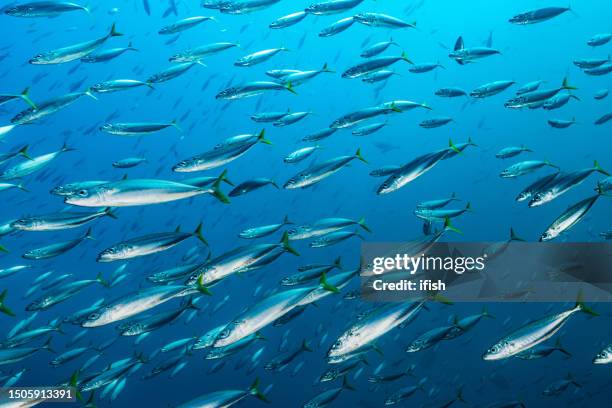large school of mackerel scad decapterus macarellus, triton bay, drama rock, indonesia - pelagic zone stock pictures, royalty-free photos & images