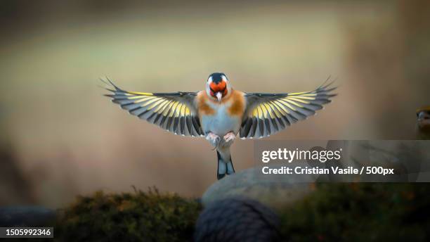 close-up of gold finch flying outdoors,london,united kingdom,uk - carduelis carduelis stock pictures, royalty-free photos & images