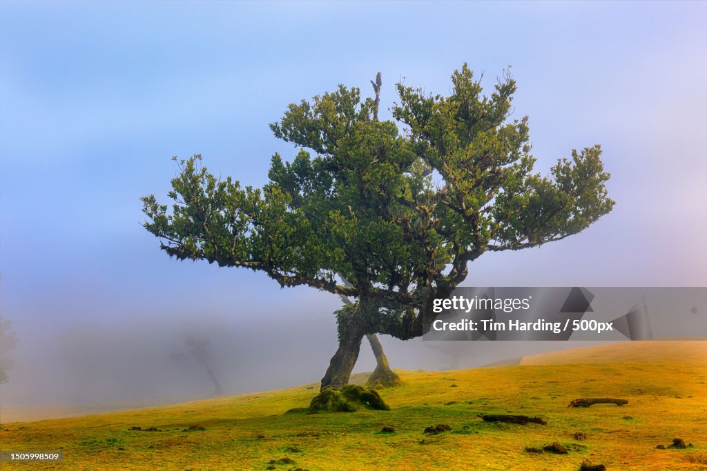 Low angle view of tree on field against sky,Madeira,Portugal