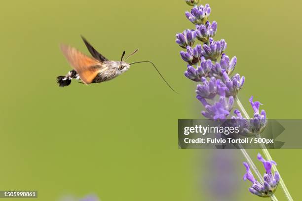 close-up of hummingbird flying by flowers,italy - hummingbirds stockfoto's en -beelden