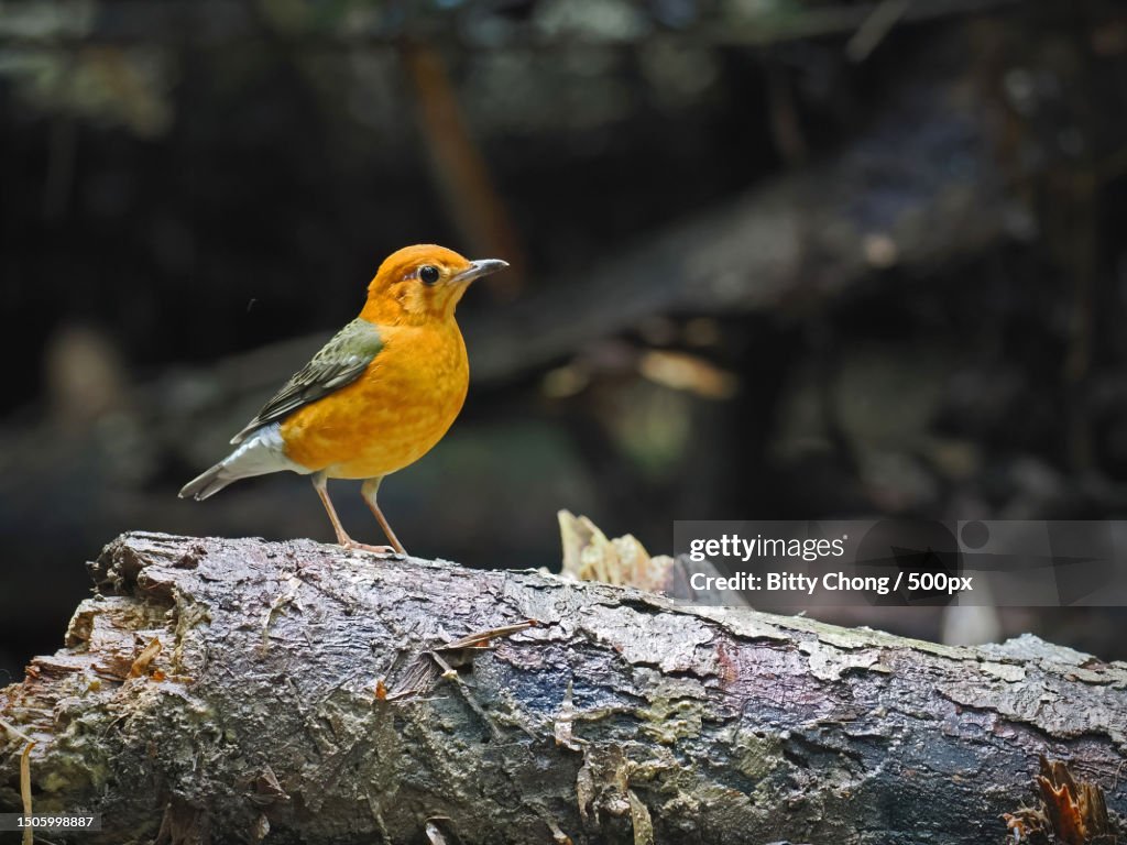 Close-up of songthrush perching on rock,Taman Botani Negara Shah Alam,Malaysia
