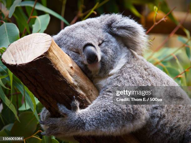 close-up of koala sleeping on tree,germany - koala head stock pictures, royalty-free photos & images
