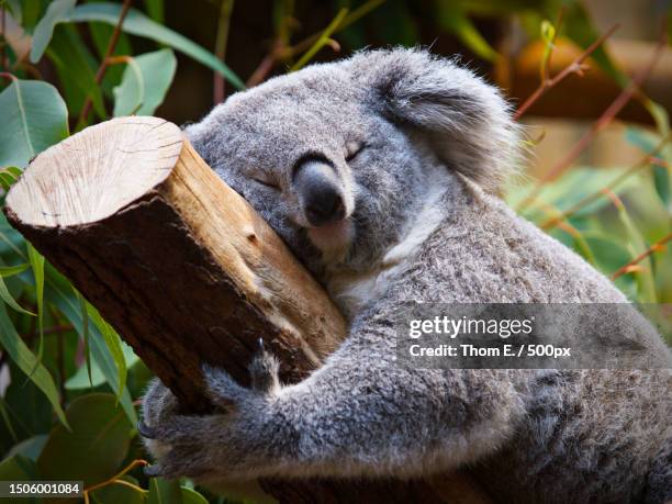 close-up of koala sleeping on tree,germany - koala stock pictures, royalty-free photos & images