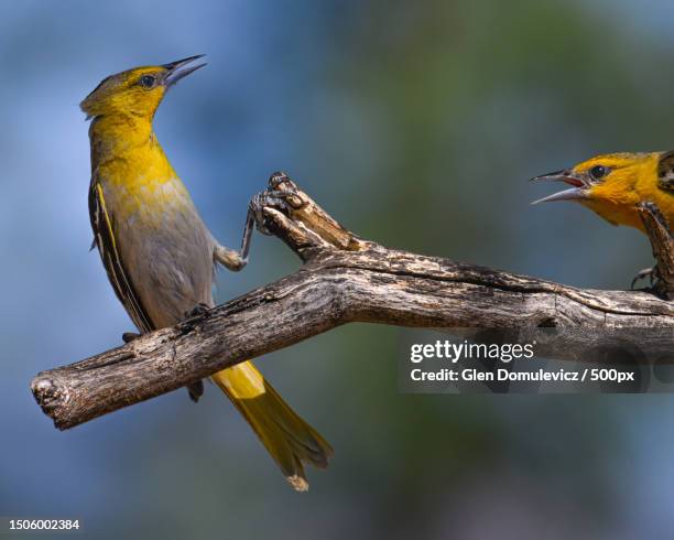 close-up of birds perching on branch - oriole stock pictures, royalty-free photos & images