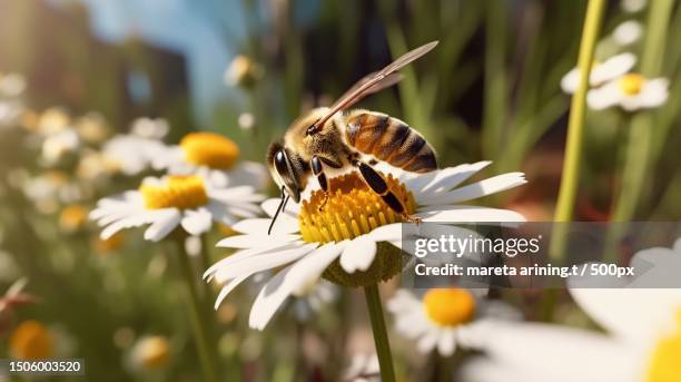 close-up of bee pollinating on white flower - honey bee stock pictures, royalty-free photos & images