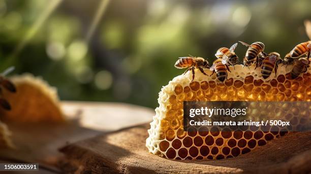 close-up of honey bees on honeycomb - bienenwabe stock-fotos und bilder