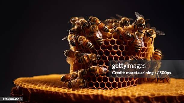 close-up of honey bees on comb against black background - worker bee stock pictures, royalty-free photos & images