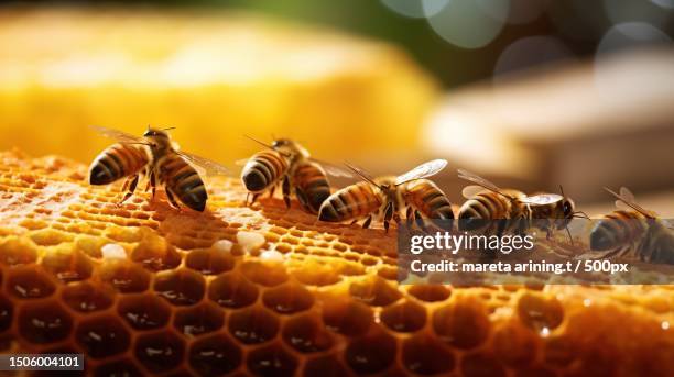 close-up of bees on honeycomb - beekeeping stock pictures, royalty-free photos & images