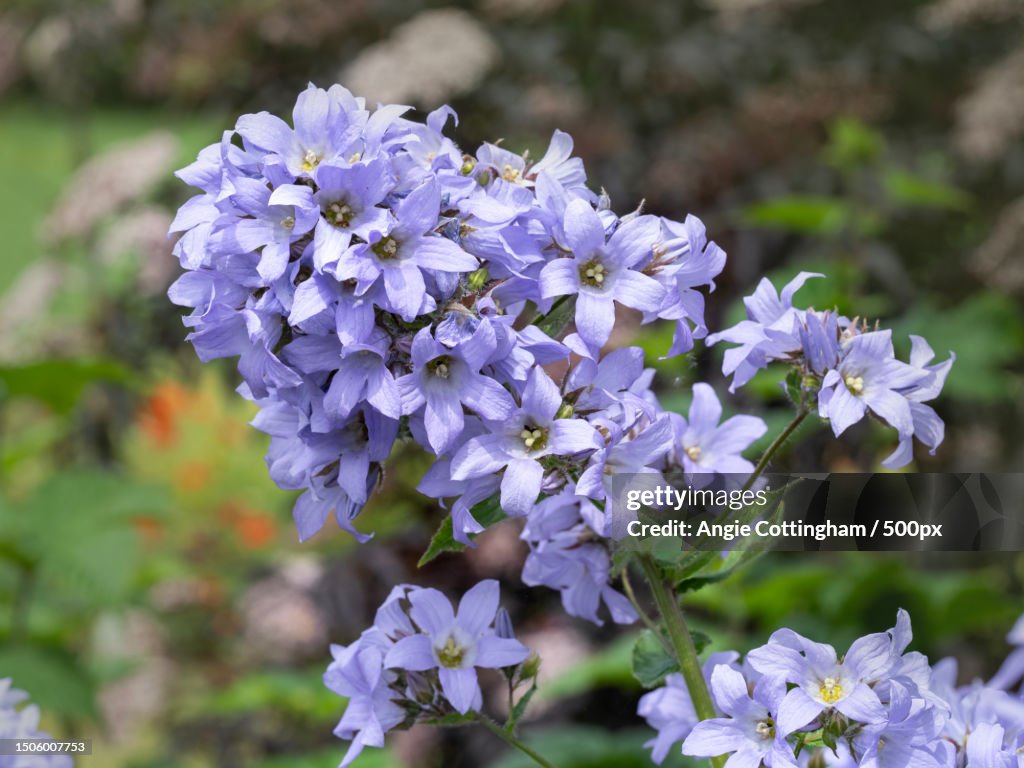 Close-up of purple flowering plant