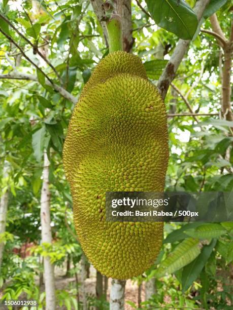 close-up of durian growing on tree,madaripur district,dhaka division,bangladesh - jackfruit stock-fotos und bilder