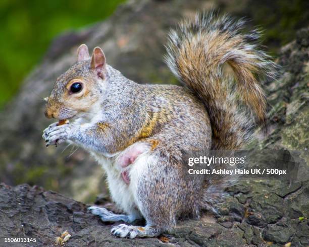 close-up of gray squirrel on rock,greater london,united kingdom,uk - gray squirrel foto e immagini stock