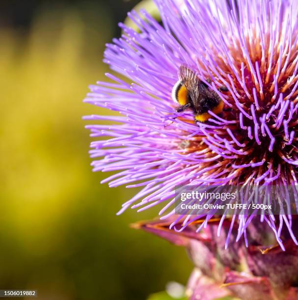 close-up of insect on purple flower,france - fleur macro stock pictures, royalty-free photos & images