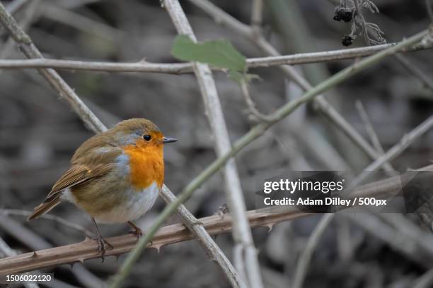 close-up of robin perching on branch,rspb rye meads,united kingdom,uk - adam pretty stock pictures, royalty-free photos & images