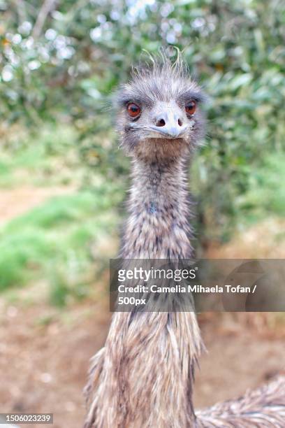 close-up portrait of ostrich,lazio,italy - plume dautruche photos et images de collection