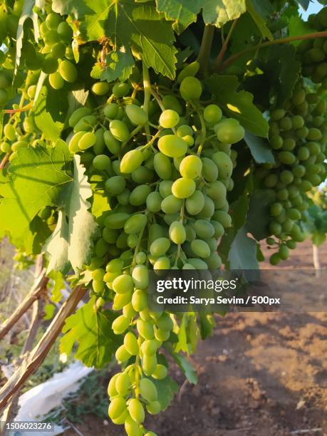 close-up of grapes growing on tree,batman merkez,batman,turkey - the batman stock pictures, royalty-free photos & images