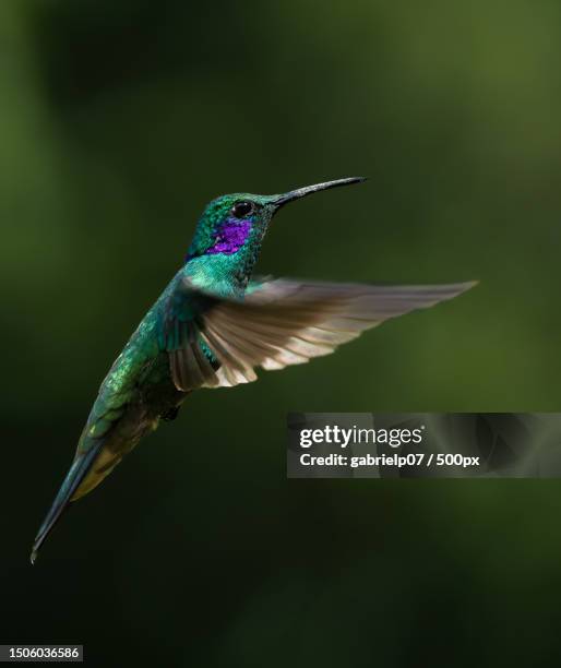 close-up of hummingbird flying outdoors - colibri stock pictures, royalty-free photos & images