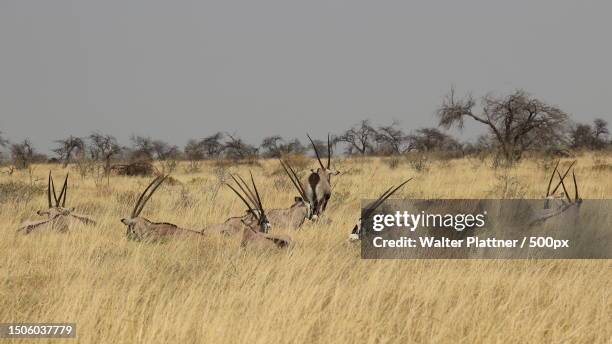 trees on field against clear sky,namibia - oryx stock pictures, royalty-free photos & images