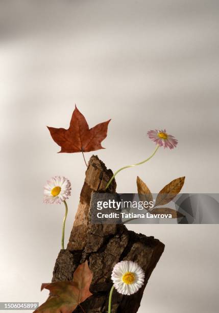 abstract minimalistic floral composition made of daisies, dry leaves and a wooden snag. natural podium for beauty products. backdrop with empty space for text - autumn makeup stockfoto's en -beelden