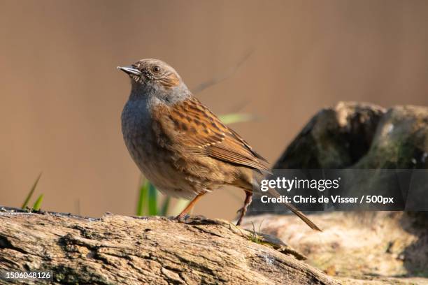 close-up of songdunnock perching on branch,emmen,netherlands - viser stock pictures, royalty-free photos & images