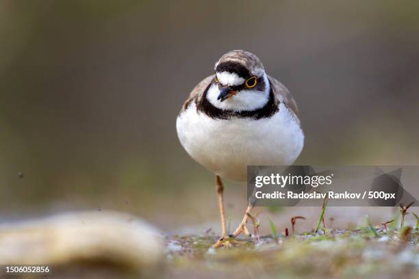 close-up of plover perching on rock,bulgaria - spotted lake stock pictures, royalty-free photos & images