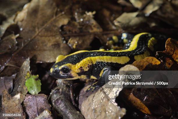 high angle view of frog on field,france - amphibian stockfoto's en -beelden