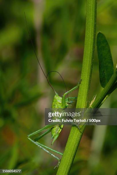 close-up of insect on plant,italy - cavalletta stock pictures, royalty-free photos & images