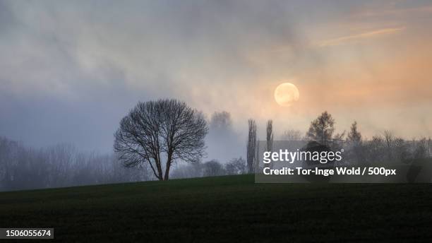 trees on field against sky during sunset,trondheim,norway - trøndelag stock pictures, royalty-free photos & images