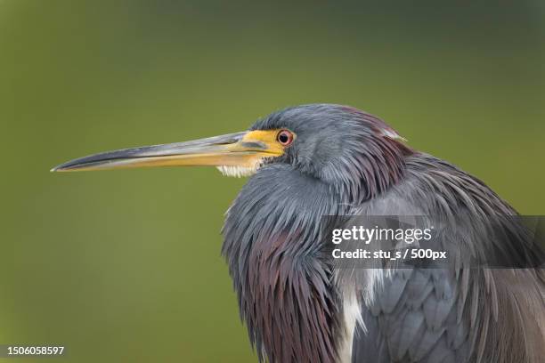 close-up of heron perching outdoors,delray beach,florida,united states,usa - delray beach 個照片及圖片檔