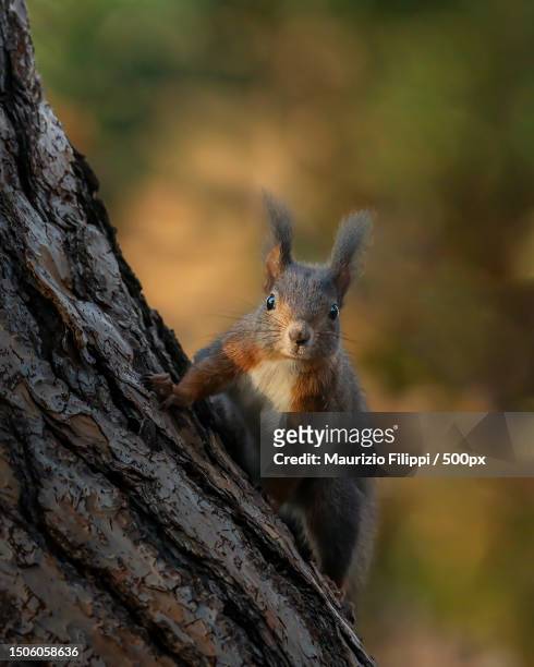 close-up of squirrel on tree trunk - gaia filippi stock pictures, royalty-free photos & images