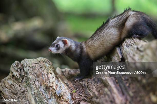 close-up of squirrel on tree trunk,wollaton park,nottingham,united kingdom,uk - polecat stock pictures, royalty-free photos & images