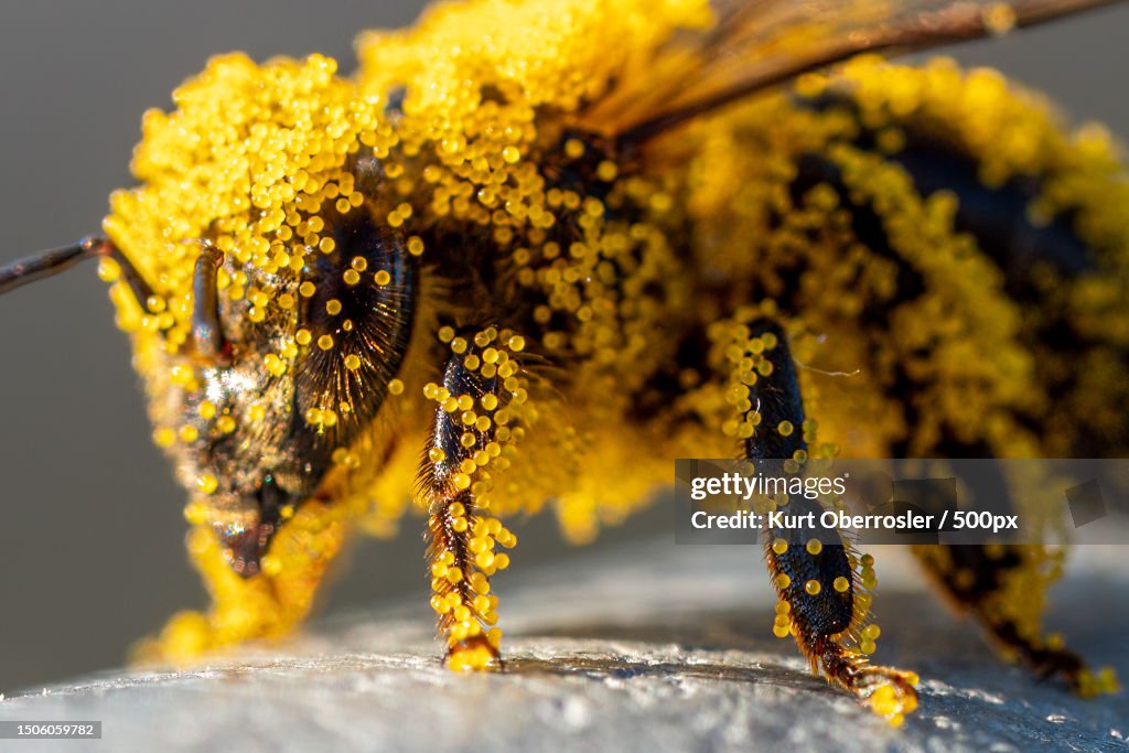 Fluffy Insect Yellow Closeup Of Insect On Yellow Flower Steiermark Austria High-Res Stock ...