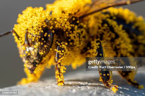 close-up of insect on yellow flower,steiermark,austria - pollinator stock pictures, royalty-free photos & images
