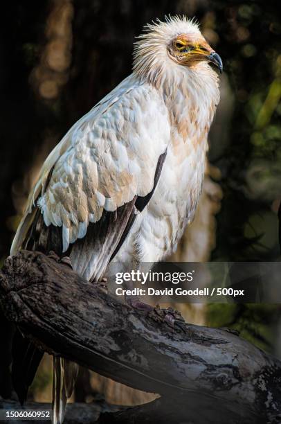 close-up of eagle perching on branch,escondido,california,united states,usa - escondido, california stock pictures, royalty-free photos & images