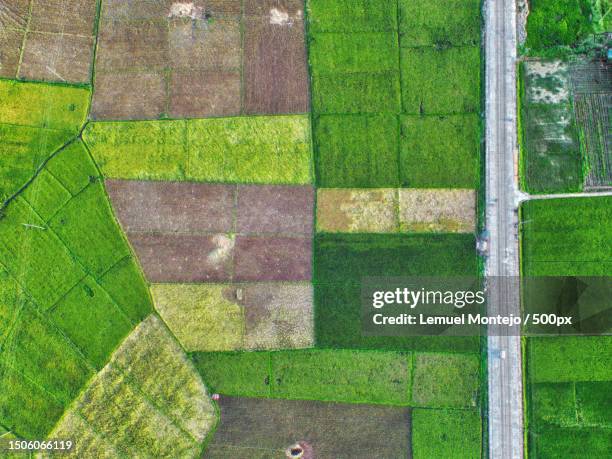 Leyte Rice Philippine Harvest Photos and Premium High Res Pictures - Getty Images