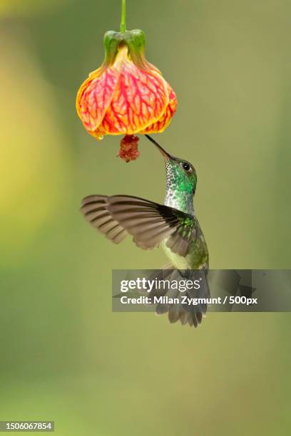 close-up of hummingbird flying by flowers,brazil - pic of hummingbird stock pictures, royalty-free photos & images