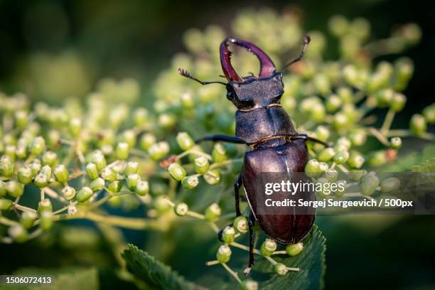 close-up of insect on plant,russia - zoology stock pictures, royalty-free photos & images