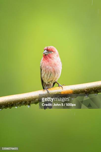 close-up of songfinch perching on branch,new york,united states,usa - house finch stock pictures, royalty-free photos & images
