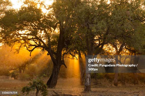 trees on field against sky during sunset,south luangwa national park,zambia - south luangwa national park stockfoto's en -beelden