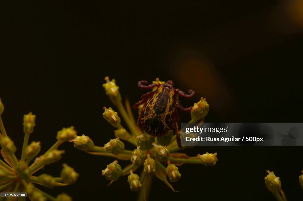 Close-up of flowering plant against black background,San Francisco,California,United States,USA