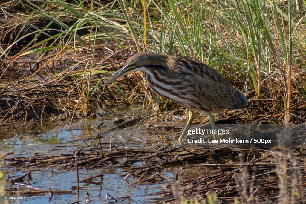 Side view of heron perching in lake,Parker River National Wildlife Refuge,United States,USA