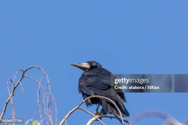 322 Rook (Bird) Stock Photos, High-Res Pictures, and Images - Getty Images