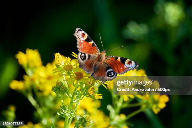 close-up of butterfly pollinating on flower,germany - peacock butterfly stock pictures, royalty-free photos & images