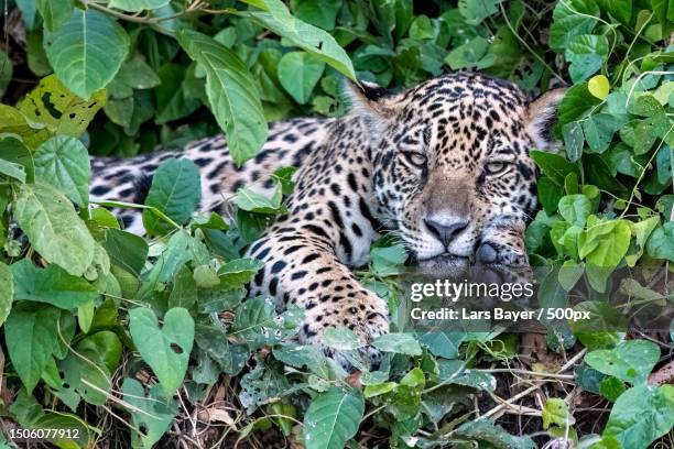 high angle view of leopard amidst plants,brazil - jaguar concept reveal fotografías e imágenes de stock