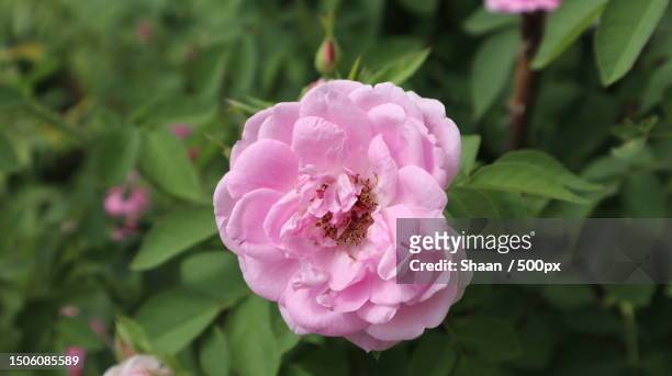 close-up of pink rose flower,chennai,tamil nadu,india - portulak stock-fotos und bilder