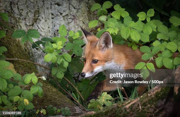 close-up of red fox amidst plants in forest,leicestershire,united kingdom,uk - vuxen stock pictures, royalty-free photos & images