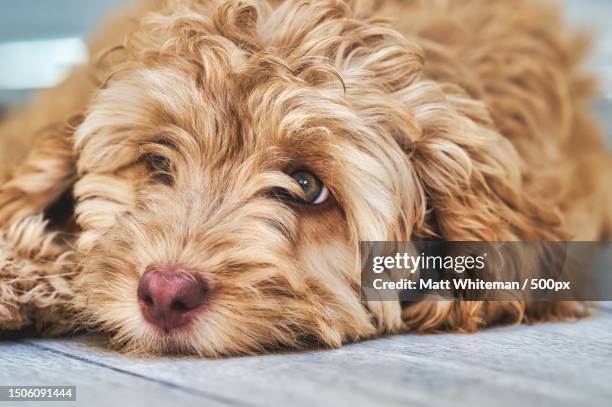 close-up portrait of cockapoo lying on bed,gosport,united kingdom,uk - cockapoo stock-fotos und bilder