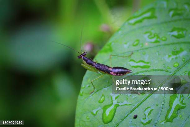 close-up of insect on leaf,kerala,india - sreekanth stock pictures, royalty-free photos & images