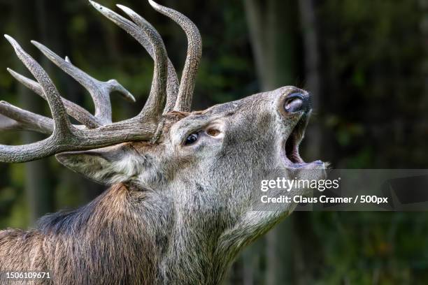 close-up of red deer,venusberg,bonn,germany - bramar fotografías e imágenes de stock