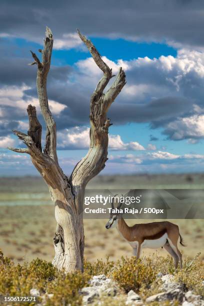 side view of deer standing on land against sky,namibia - deer gazelle stock-fotos und bilder