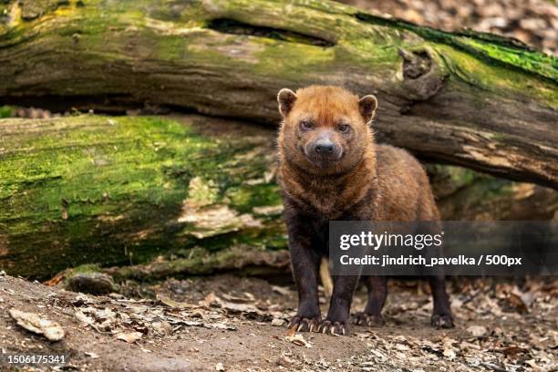 portrait of bear standing on field - bush dog fotografías e imágenes de stock